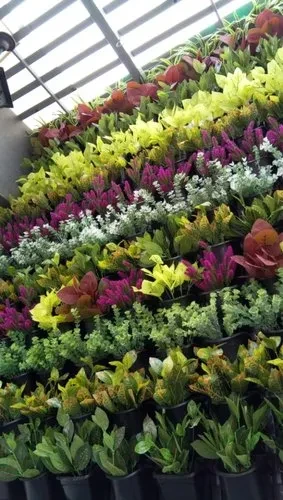 Potted Vertical Garden